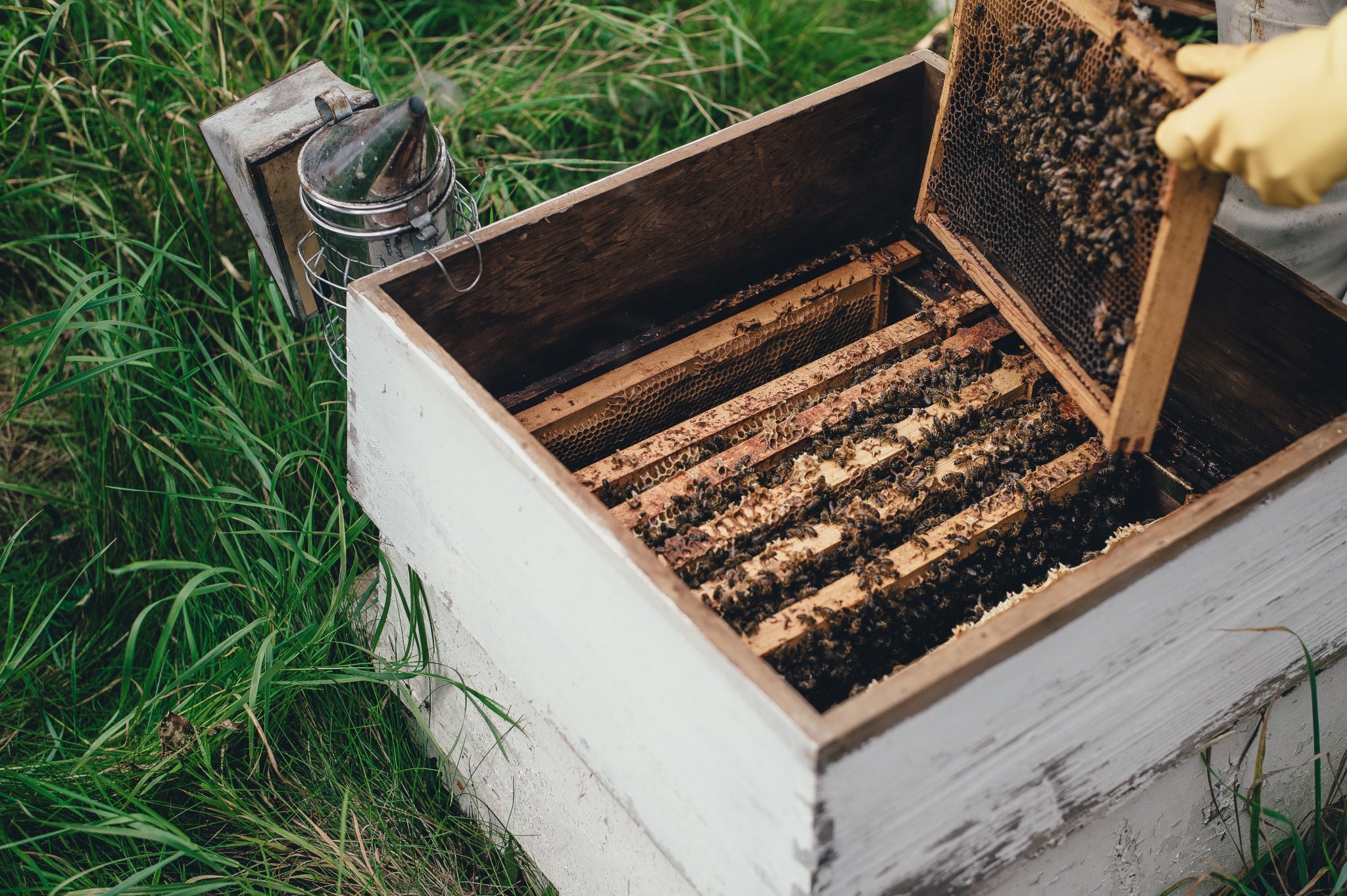 abeilles comment fabriquer une ruche à la maison